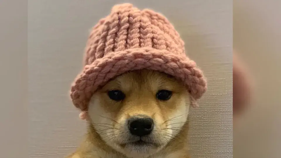 Dogwifhat